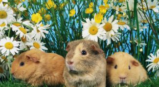 Картинка по теме - как сделать клетку для хомяка своими руками