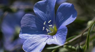 Картинка по теме - как прорастить лен