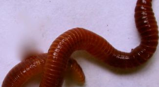 Картинка по теме - как разводить калифорнийского червя