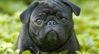 Картинка по теме - как сделать документы для собаки