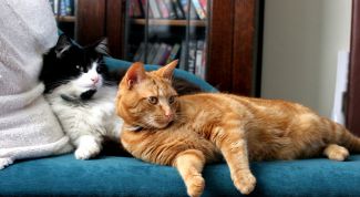 Картинка по теме - как развязать кота