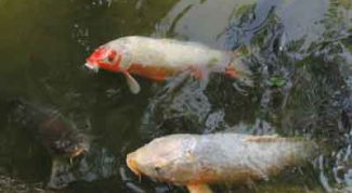 Картинка по теме - как развести карпа в пруду