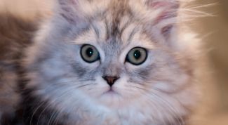 Картинка по теме - как сделать документы на кошку