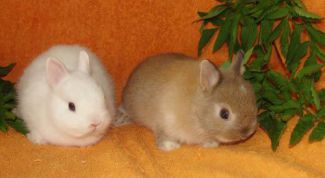 Картинка по теме - как различить пол у кроликов