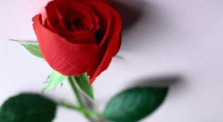 Картинка по теме - как развести розу черенками