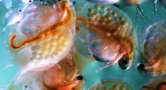 Картинка по теме - как развести дафнии