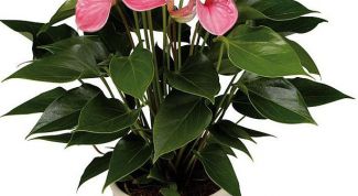 Картинка по теме - как размножать антуриум