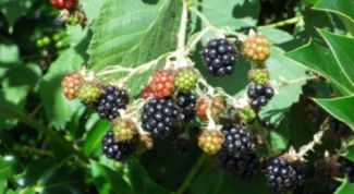 Картинка по теме - как сажать ежевику