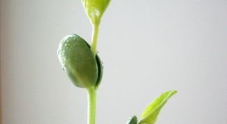 Картинка по теме - как вырастить семена