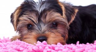 Картинка по теме - как сделать лежанку для собаки