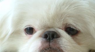 Картинка по теме - как приручать собаку к туалету