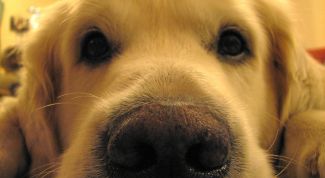 Картинка по теме - как стричь кокер-спаниеля