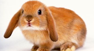 Картинка по теме - как стричь когти кролику