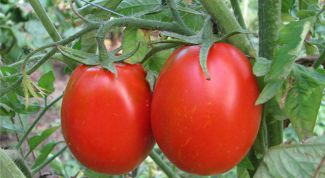 Картинка по теме - как сделать рассаду помидоров