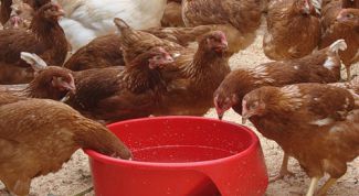 Картинка по теме - как сделать клетку для несушки