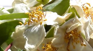 Картинка по теме - как реанимировать цветы