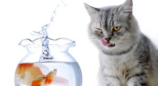 Картинка по теме - как сделать самодельный аквариум