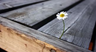 Картинка по теме - как скрасить одиночество