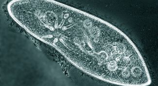 Картинка по теме - как развести инфузорию