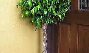 Картинка по теме - как сформировать фикус