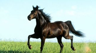 Картинка по теме - как собрать лошадь