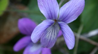 Картинка по теме - как получить сиреневый цвет