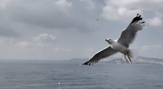 Картинка по теме - как сделать снимок черно-белым