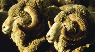 Картинка по теме - как разводить баранов