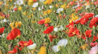 Картинка по теме - как сберечь природу