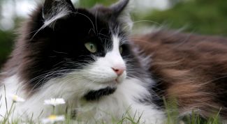 Картинка по теме - как прогнать кошку
