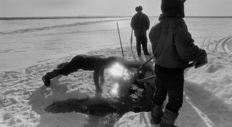 Картинка по теме - как сделать ловушку для рыбы