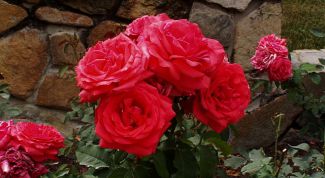 Картинка по теме - как сделать розарий