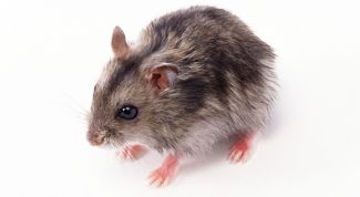 Картинка по теме - как сделать клетку для шиншиллы самому