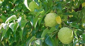 Картинка по теме - как сделать настойку из маклюры