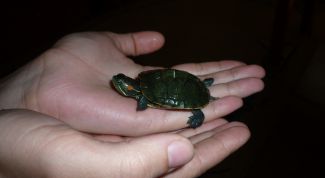Картинка по теме - как разводить черепах