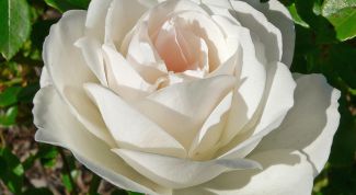 Картинка по теме - как сделать розу из кожи