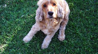 Картинка по теме - как сделать собаке внутримышечный укол 