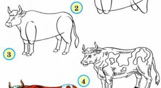 Картинка по теме - как рисовать быков