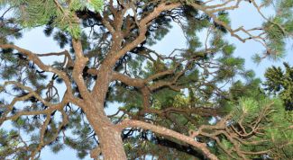 Картинка по теме - как сохранить деревья