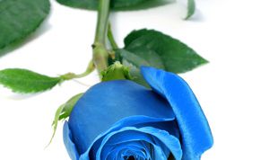 Картинка по теме - как сделать синюю розу