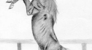 Картинка по теме - как рисовать лошадь, вставшую на дыбы