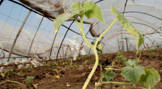 Картинка по теме - как собрать теплицу