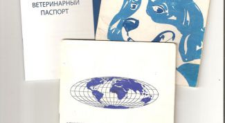 Картинка по теме - как сделать паспорт для собаки