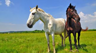 Картинка по теме - как разводить лошадей