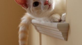 Картинка по теме - как содержать кошку
