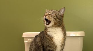 Картинка по теме - как приучить кота ходить в унитаз
