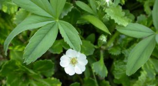 Картинка по теме - как сделать настойку боровой матки