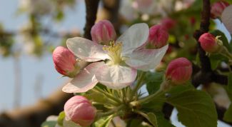 Картинка по теме - как сделать прививку яблони