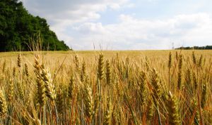 Картинка по теме - как сделать домашнюю водку из пшеницы