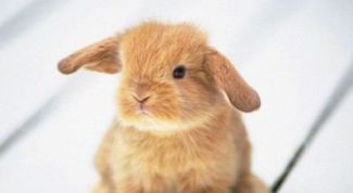 Картинка по теме - как сохранить животных